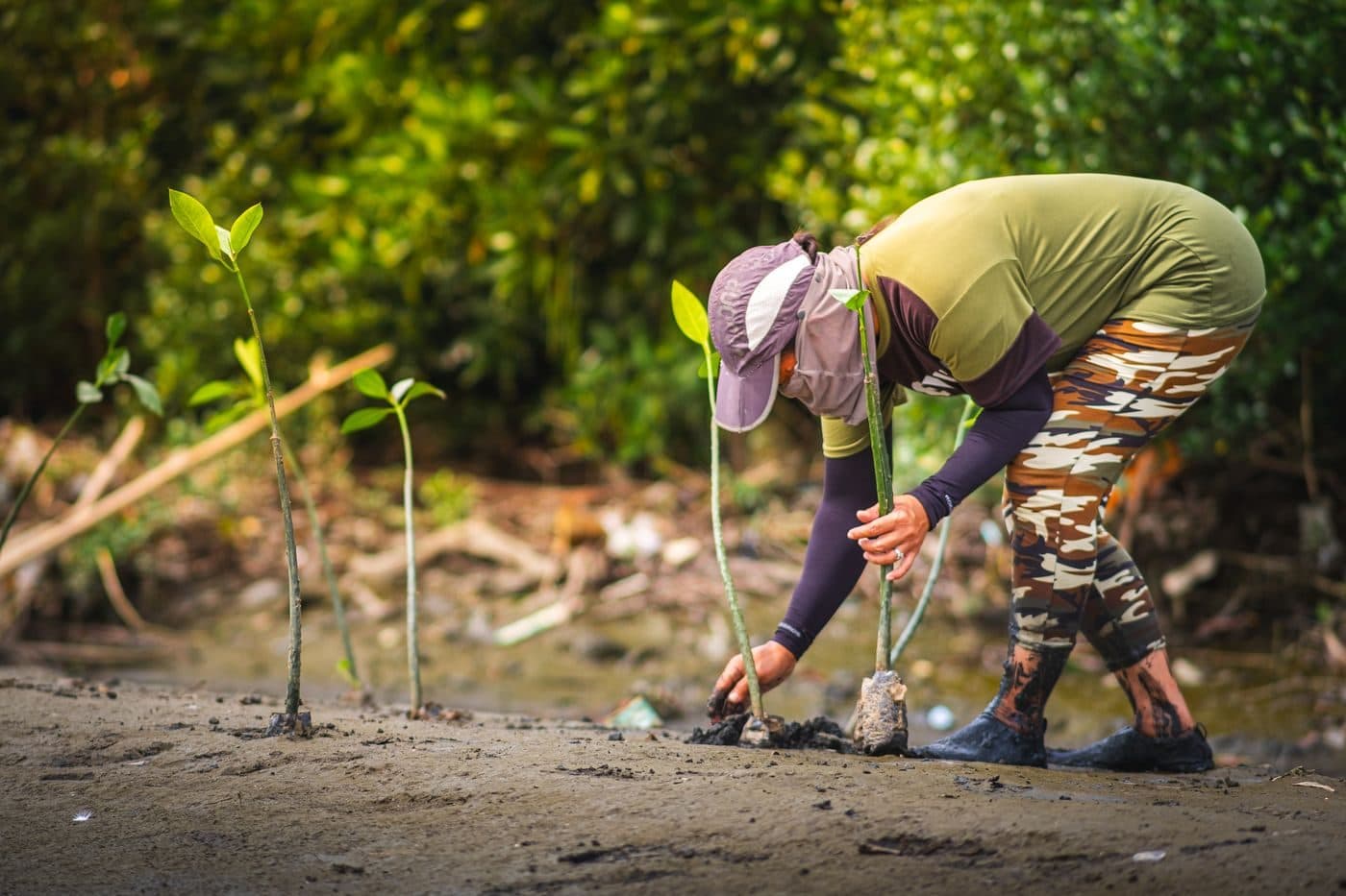 A field worker planting saplings into prepared ground